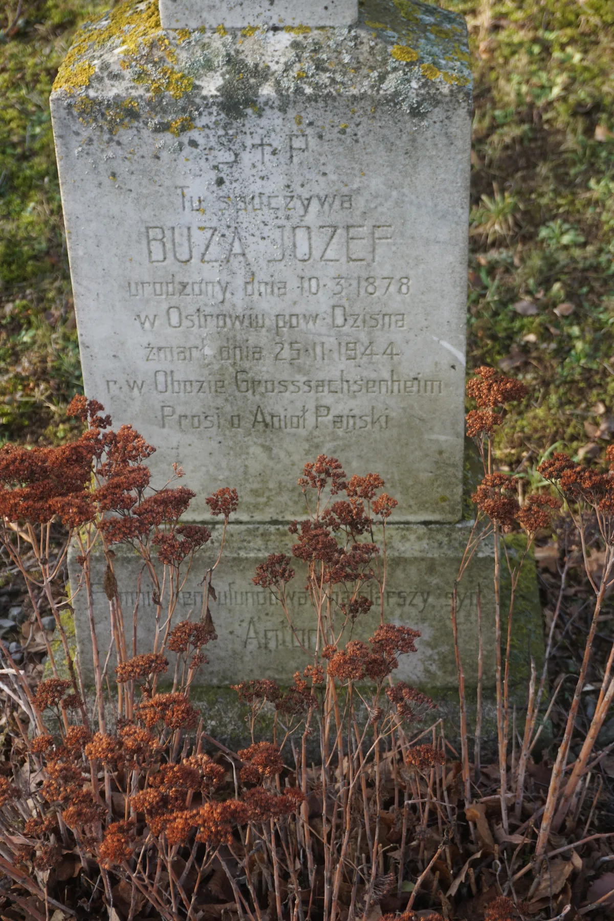 Buza